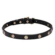 Collare "Sunny Beams" largo 2 cm per Labrador Retriever Collare "Sunny Beams" largo 2 cm per Labrador Retriever