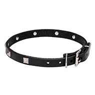 Collare "Alla Moda" largo 2 cm per Labrador Retriever Collare "Alla Moda" largo 2 cm per Labrador Retriever