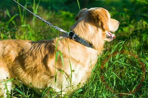 Collare in pelle naturale indossato da Golden Retriever e agganciato al guinzaglio