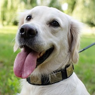 Elegante collare con piastrine rettangolari per Labrador