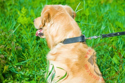 Golden Retriever con collare largo 3 cm