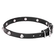 Collare "Beauty & Elegance" largo 2 cm per Labrador Retriever Collare "Beauty & Elegance" largo 2 cm per Labrador Retriever