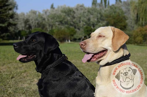 Labrador Retriever con elegante
collare in cuoio decorato indosso