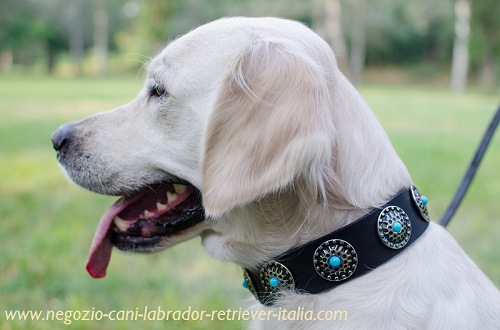 Collare con borchie rotonde e pietre turchesi
indossato da Golden Retriever