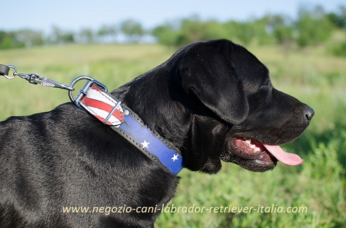 Collare in cuoio con bandiera americana indossato da
Labrador