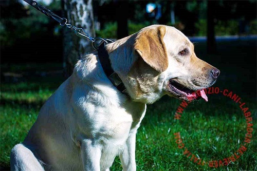 Collare in pelle naturale per Labrador Retriever