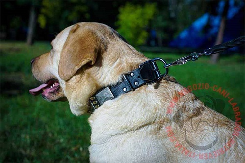 Collare in pelle naturale per Labrador Retriever