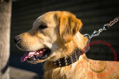 Resistente collare in pelle naturale indossato da Golden Retriever