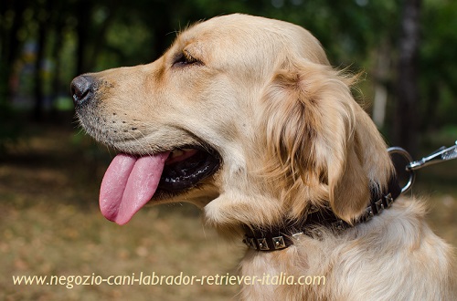 Bellissimo collare in cuoio decorato
indossato da Golden Retriever