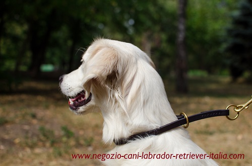 Affidabile collare a strozzo indossato da Golden
Retriever