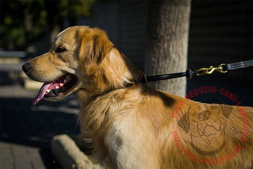 Collare in pelle arrotondata per Golden Retriever