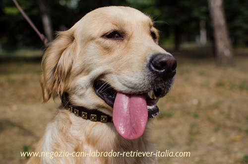 Golden Retriever con collare in vero
cuoio con decorazioni in ottone indosso