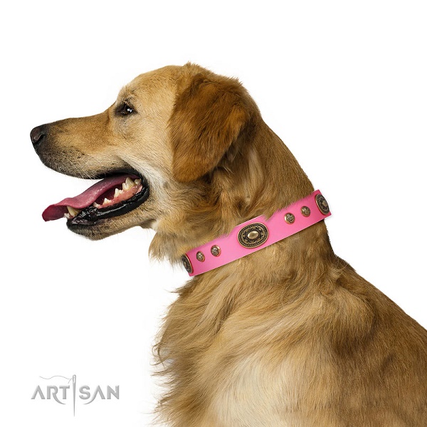 Cane di razza Golden Retriever con collare rosa indosso