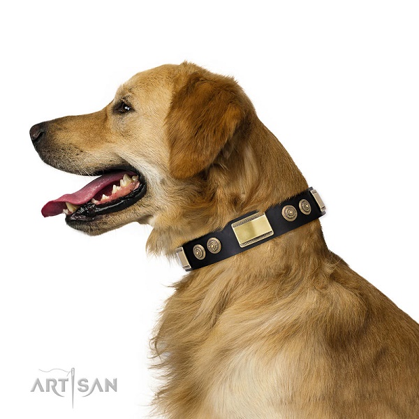 Golden Retriever con elegante collare decorato