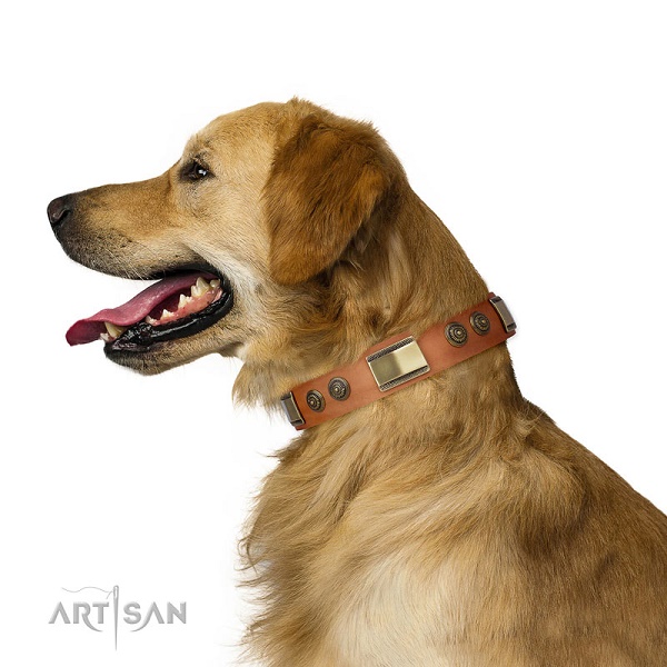 Collare di colore naturale per Golden Retriever