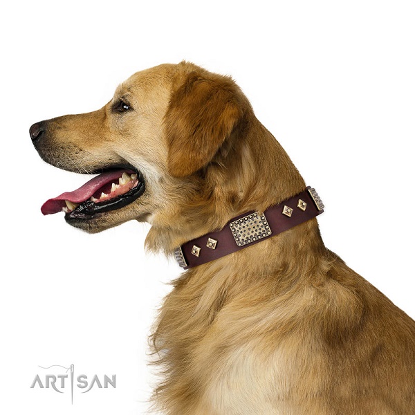 Golden Retriever con elegante collare decorato