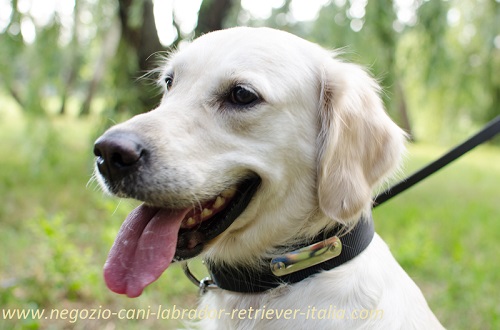 Collare in nylon con targhetta in metallo
indossato da Golden Retriever