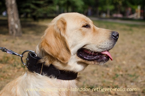 Golden Retriever con collare largo in cuoio indosso