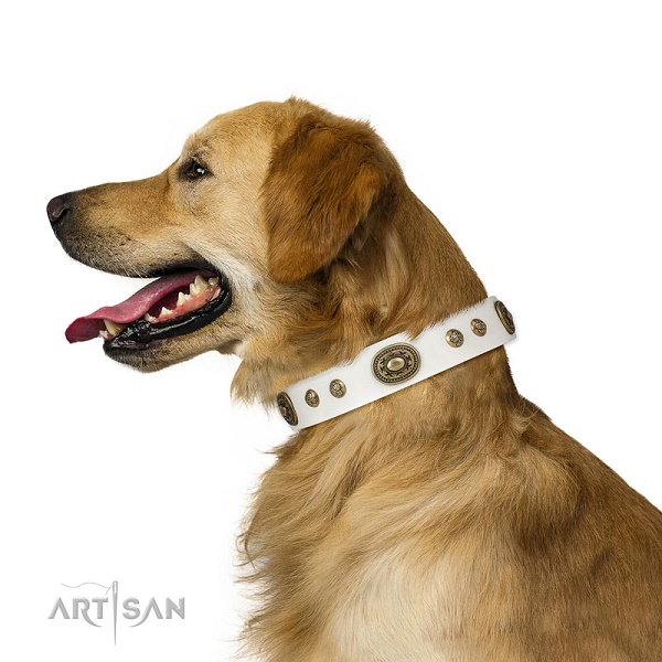 Bellissimo collare Artisan indossato da Golden Retriever