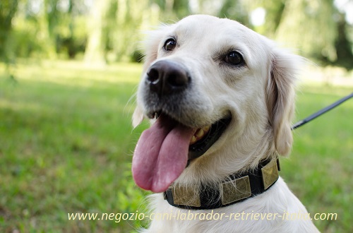 Elegante collare in nylon indossato da
Golden Retriever