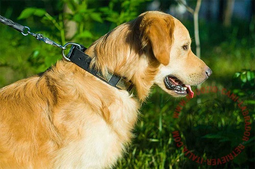 Collare con piastrine indossato da Golden Retriever