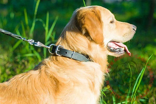 Collare in pelle naturale indossato da Golden Retriever e agganciato al guinzaglio