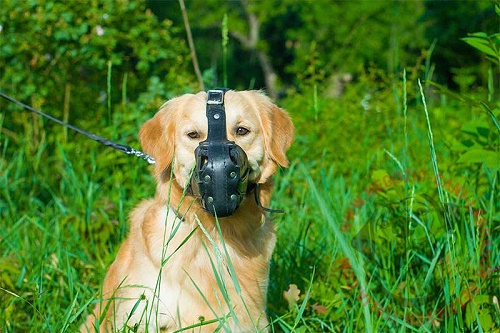 Resistente museruola in pelle naturale per Golden Retriever