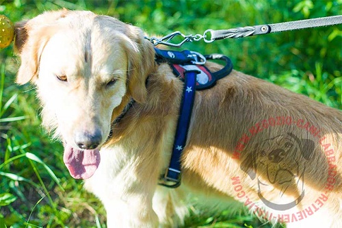 Comoda pettorina dipinta a mano indossata da Labrador Retriever