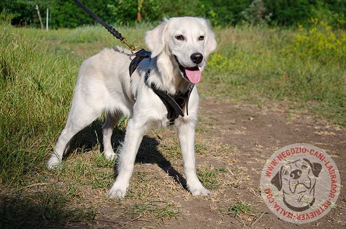 Cucciolo di Golden Retriever con pettorina in cuoio
indosso