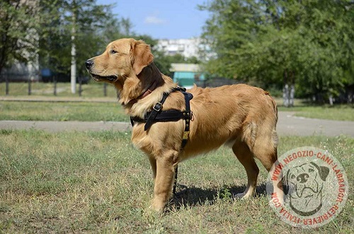 Comoda pettorina da traino indossata da Golden Retriever