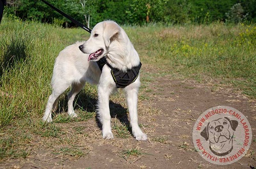 Leggera
pettorina in nylon per Labrador Retriever