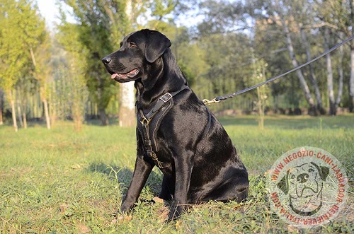 Pettorina in pelle naturale per Labrador Retriever