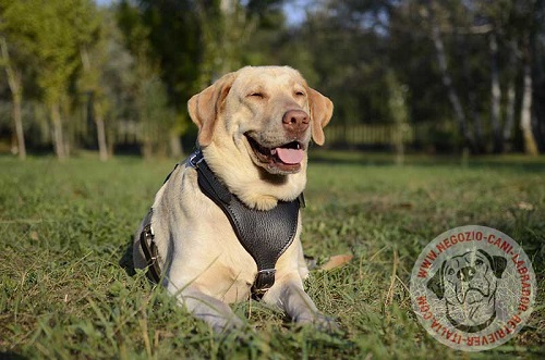 Pettorina per lavoro speciale indossata da Labrador Retriever