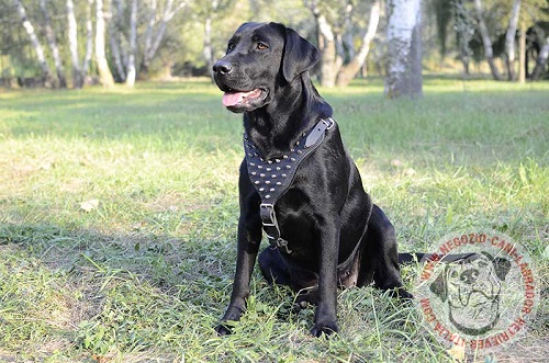 Labrador Retriever con bellissima pettorina in cuoio decorata con
borchie a punta