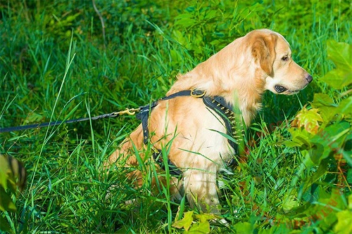 Confortevole pettorina con borchie a punta perLabrador Retriever