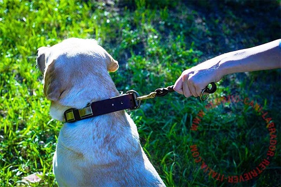 Guinzaglio corto in vera pelle per labrador