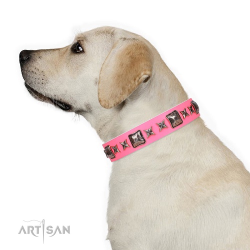 Collare FDT Artisan indossato da Labrador Retriever