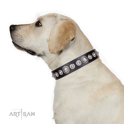 Collare FDT Artisan indossato da Labrador Retriever