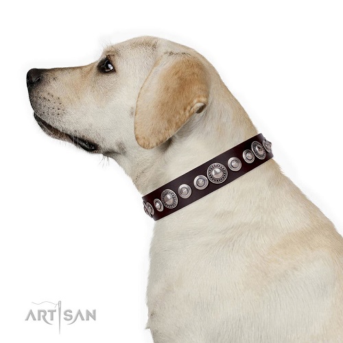 Collare FDT Artisan indossato da Labrador Retriever