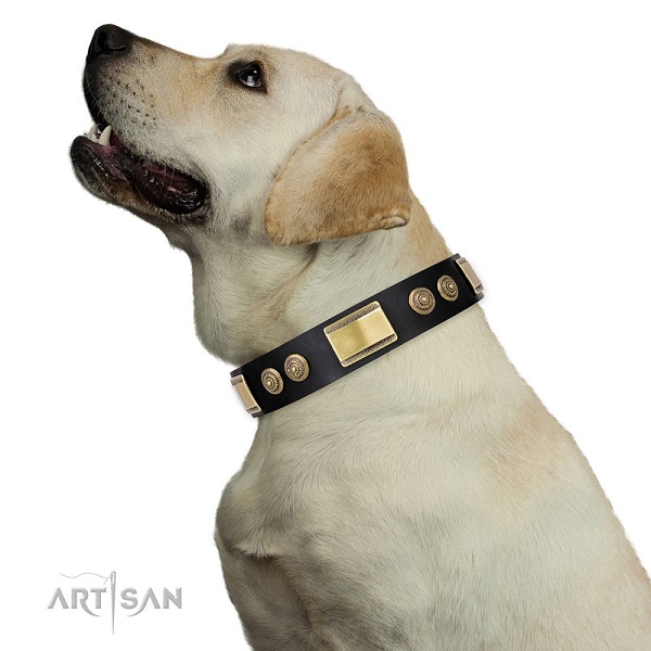 Labrador Retriever con collare decorato