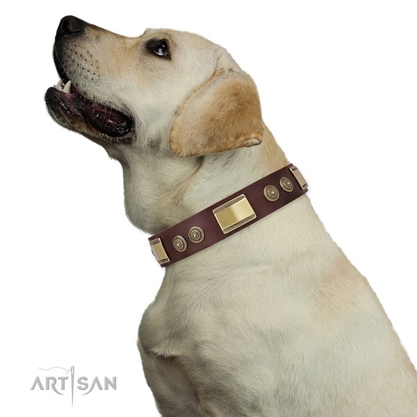 Labrador Retriever con il collare FDT Artisan 