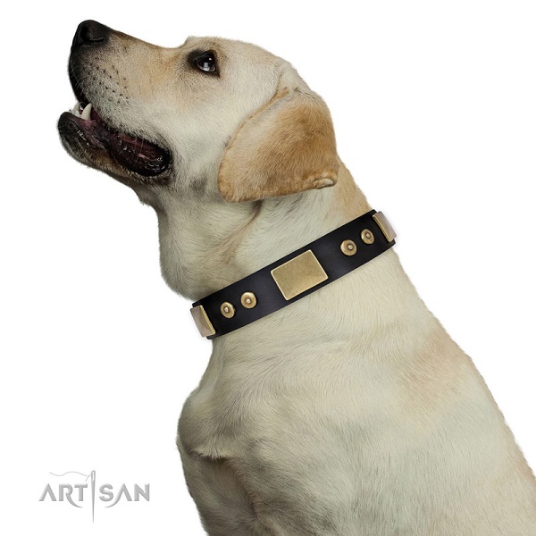 Labrador Retriever con elegante collare decorato