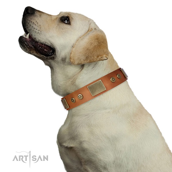 Labrador Retriever con elegante collare decorato