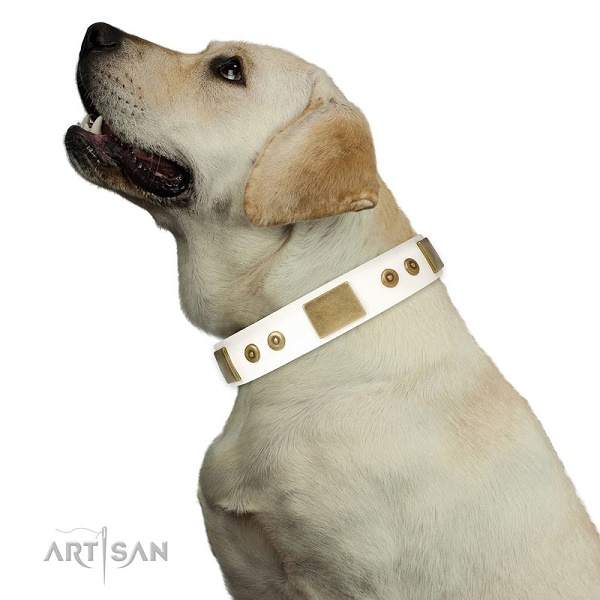 Labrador Retriever con confortevole collare FDT Artisan