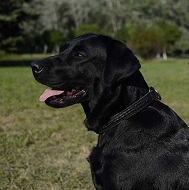 Collare a strangolo in cuoio doppio per Labrador Retriever