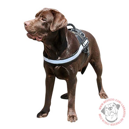 Pettorina in nylon Labrador Retriever