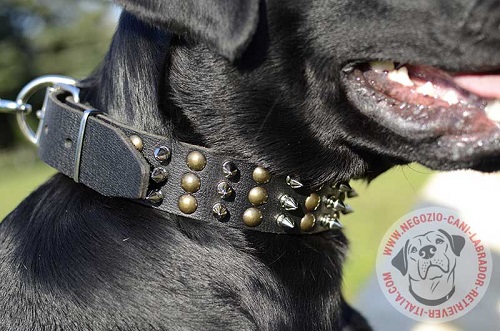 Labrador Retriever con elegante
collare in cuoio decorato indosso