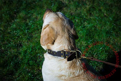 Collare decorato indossato da Labrador Retriever