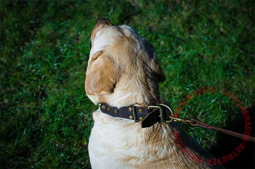Collare decorato indossato da Labrador Retriever