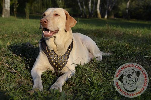 Stupenda pettorina in pelle naturale
per Labrador Retriever